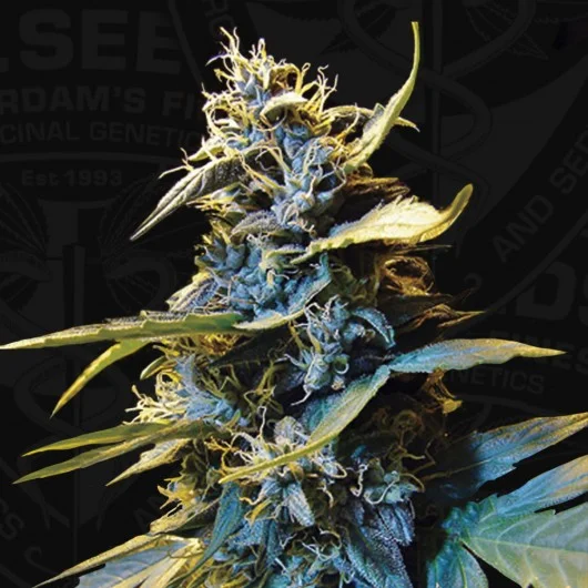 Northern Hog van T.H.Seeds