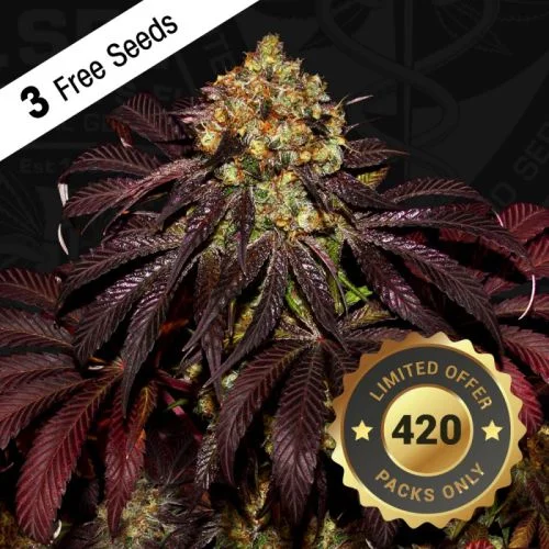 Stracciatella van T.H.Seeds