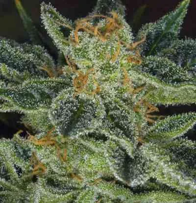 Skunk XXX van T.H.Seeds
