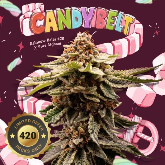 Candy Belt van T.H.Seeds