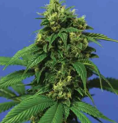 Wreckage van T.H.Seeds
