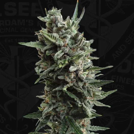 Critical Hog van T.H.Seeds