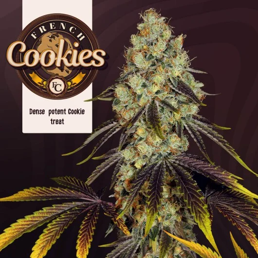 French Cookies van T.H.Seeds