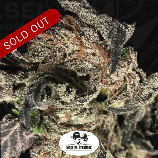 Black Apple Hitchcock van T.H.Seeds