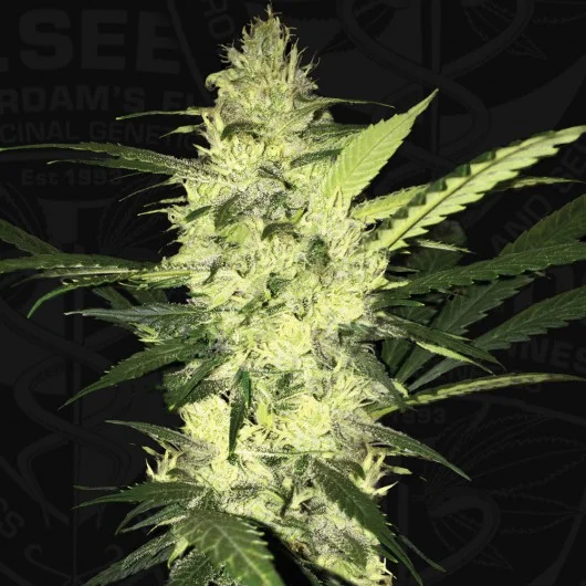 LA S.A.G.E. van T.H.Seeds