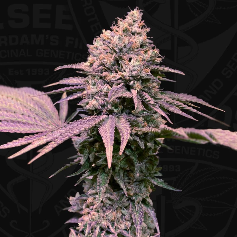 London Mint Cake van T.H.Seeds