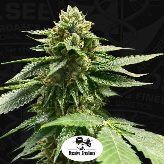 Melon Vader van T.H.Seeds
