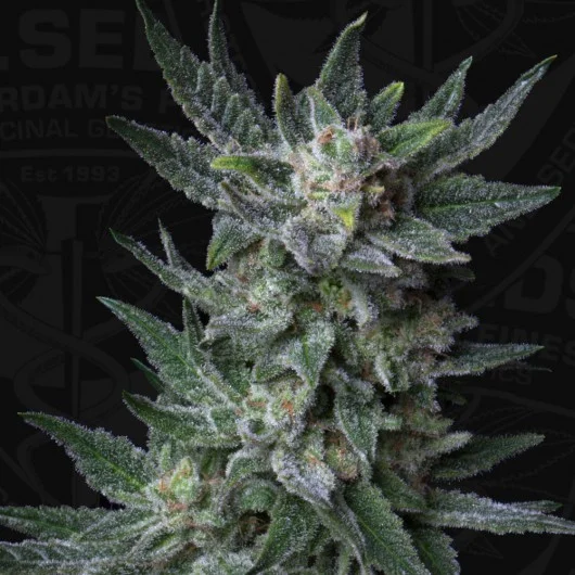 Bubblegum van T.H.Seeds