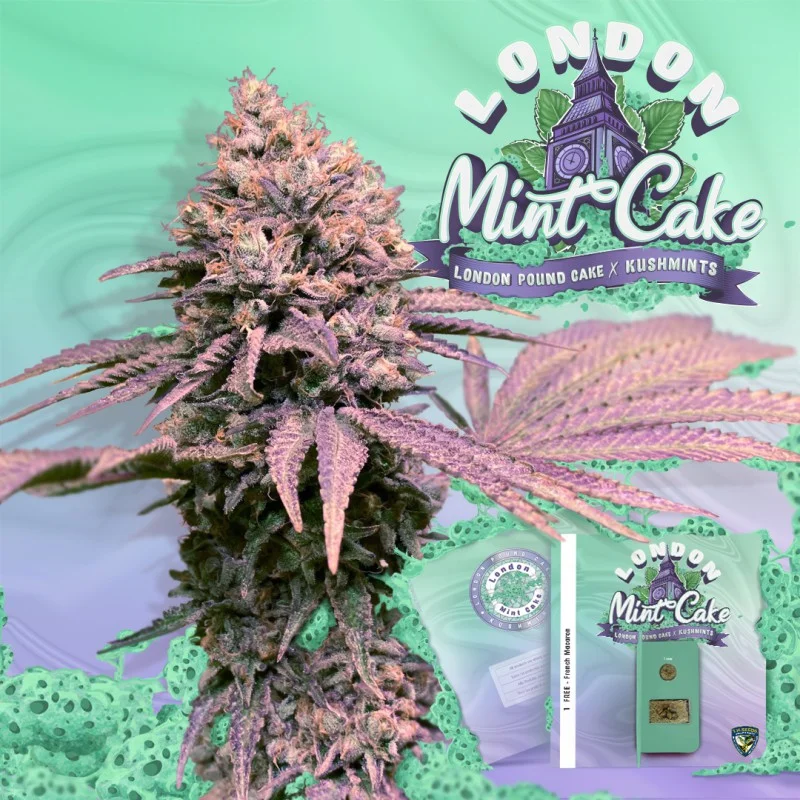 London Mint Cake van T.H.Seeds