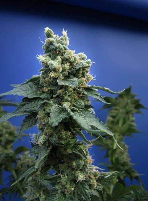 Sage 'n' Sour van T.H.Seeds