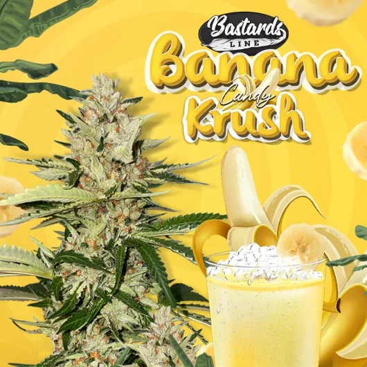 Banana Candy Krush van T.H.Seeds