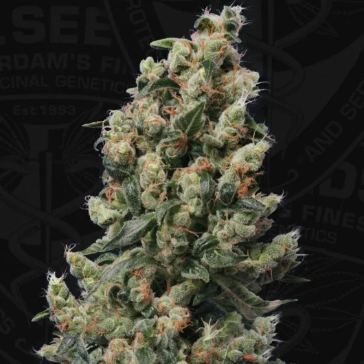 Kushage van T.H.Seeds