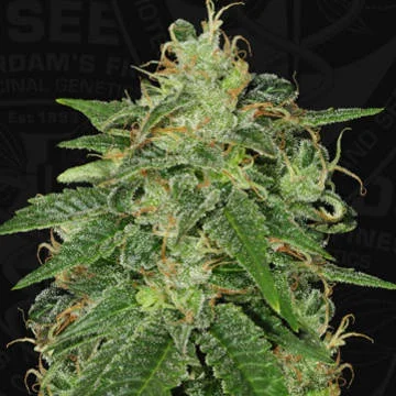 S.A.G.E van T.H.Seeds