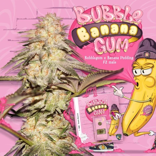 BubbleBananaGum van T.H.Seeds