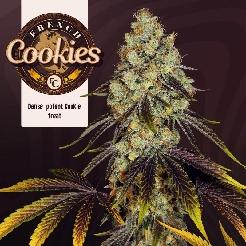 French Cookies van T.H.Seeds