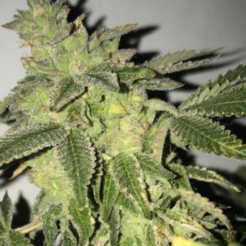Shiloh Z van T.H.Seeds