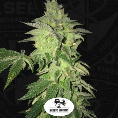 Shiloh Z van T.H.Seeds