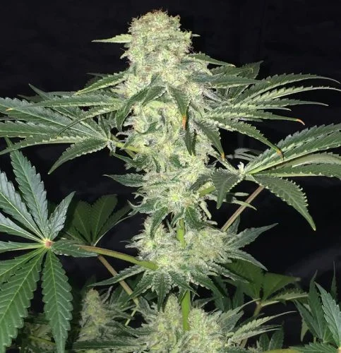 LA S.A.G.E. CBD van T.H.Seeds