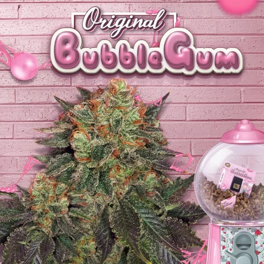 Bubblegum van T.H.Seeds