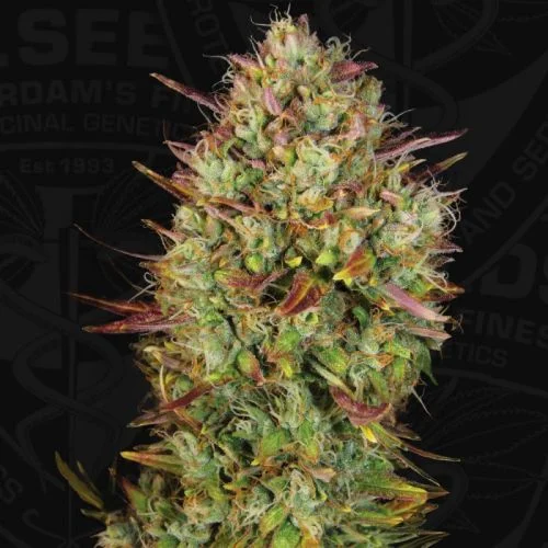 MK Ultra van T.H.Seeds