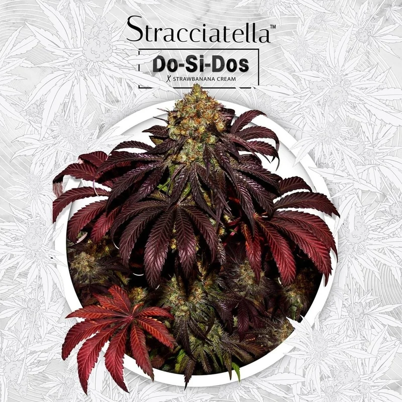 Stracciatella van T.H.Seeds