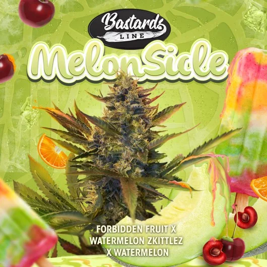 MelonSicle van T.H.Seeds