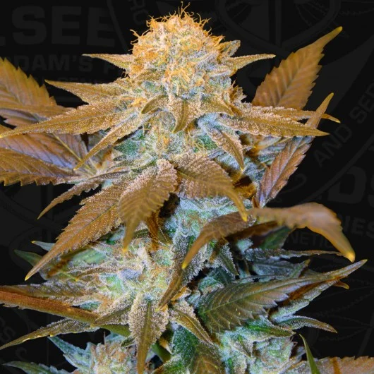 Critical Hog van T.H.Seeds