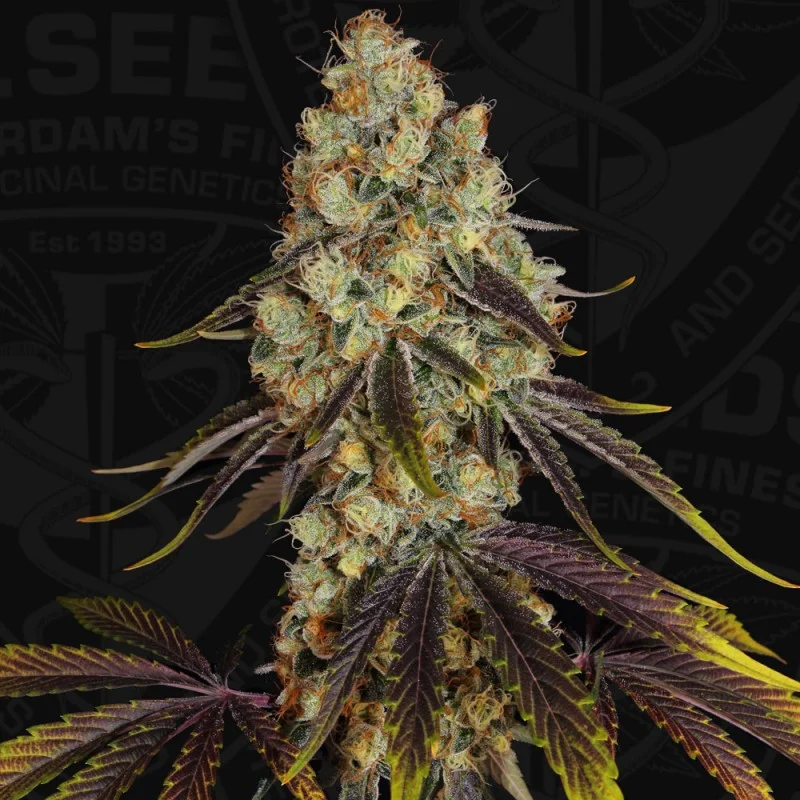 French Cookies van T.H.Seeds
