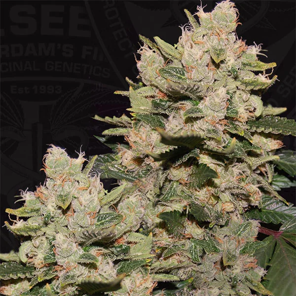 M.O.B. van T.H.Seeds