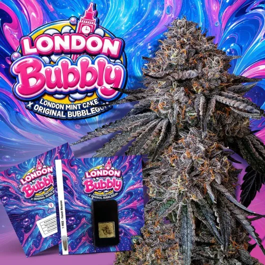 London Bubbly van T.H.Seeds