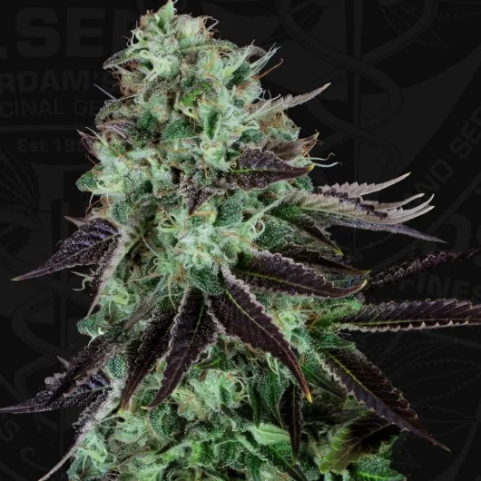 DarkStar van T.H.Seeds