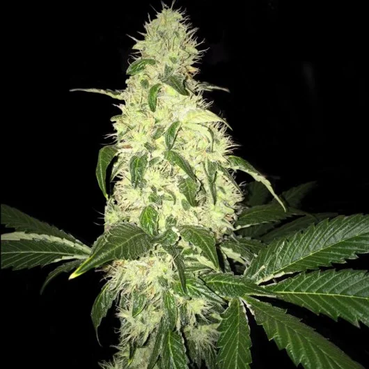 Afghaniberry van T.H.Seeds