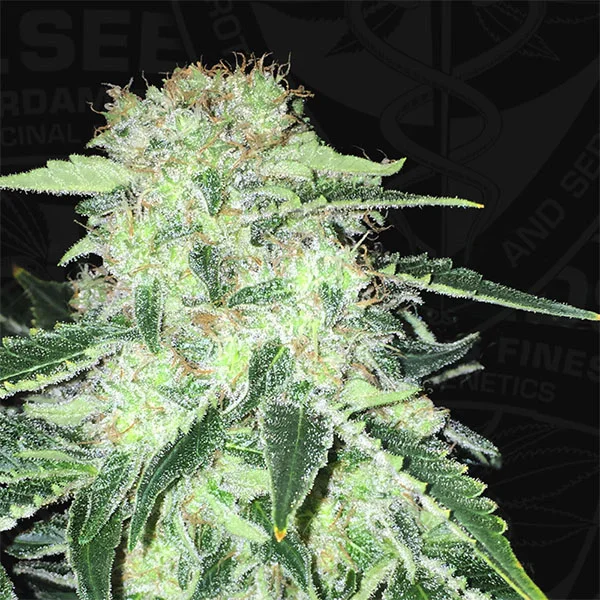 LA S.A.G.E. CBD van T.H.Seeds