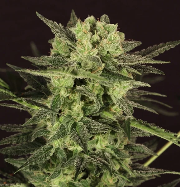 MK-Ultra Kush van T.H.Seeds