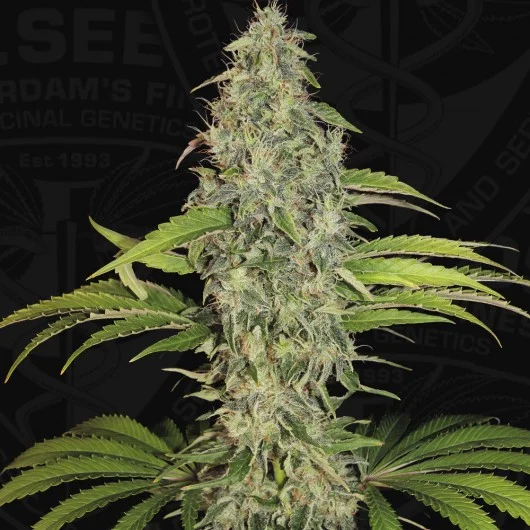 S.A.G.E. CBD van T.H.Seeds