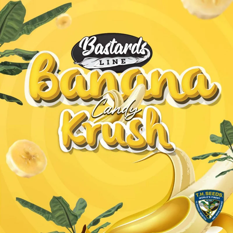 Banana Candy Krush van T.H.Seeds