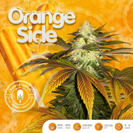 OrangeSicle van T.H.Seeds