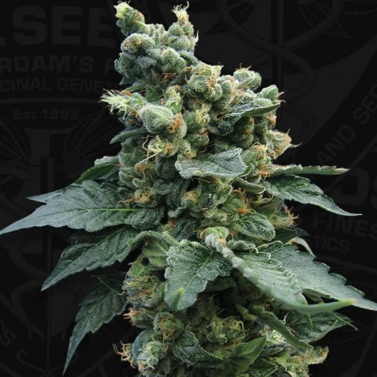 S.A.G.E. 'n Sour van T.H.Seeds