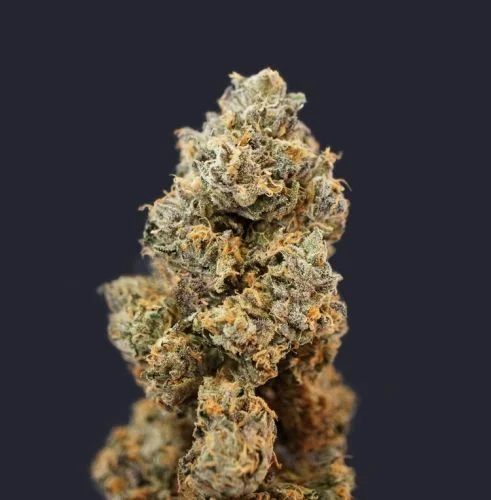 French Macaron van T.H.Seeds