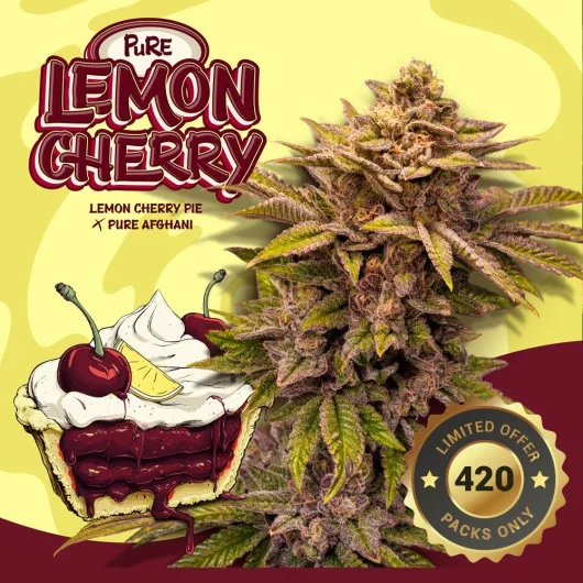 Pure Lemon Cherry van T.H.Seeds