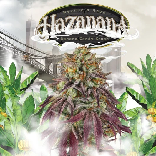 Hazanana van T.H.Seeds