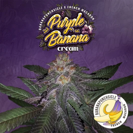 Purple Banana Cream van T.H.Seeds