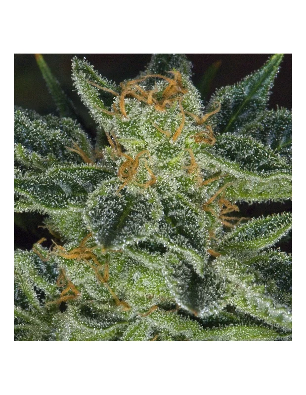 Skunk XXX van T.H.Seeds