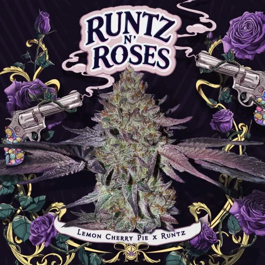 Runtz N' Roses van T.H.Seeds