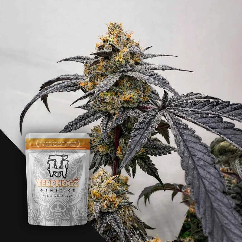 Pineapple Zowah van Terphogz