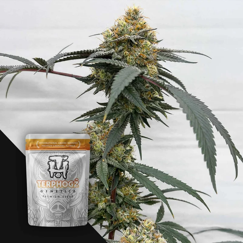 HOG Passion van Terphogz