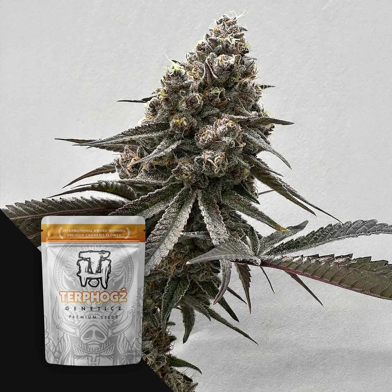 Blooberry Headband van Terphogz
