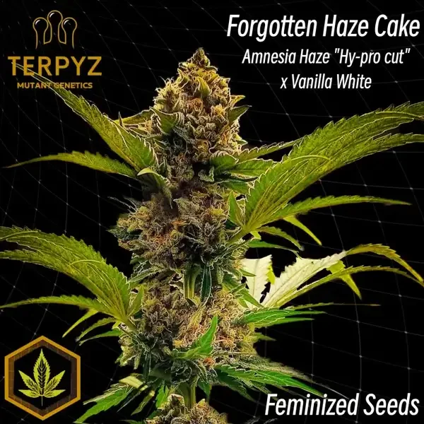 Forgotten Haze Cake | Amnesia White van TerpyZ Mutant Genetics