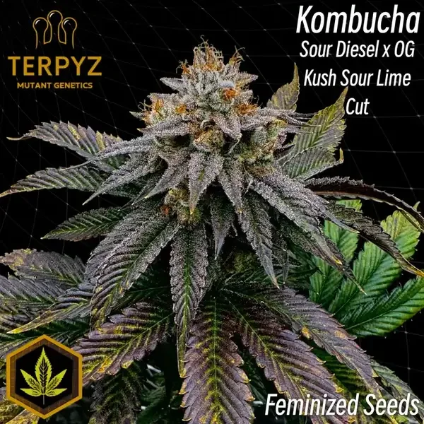 Kombucha van TerpyZ Mutant Genetics