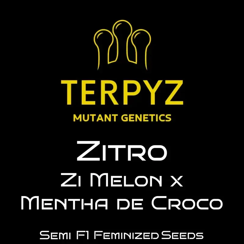 Zitro van TerpyZ Mutant Genetics